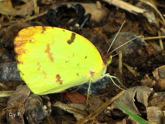 Limoncito común 
