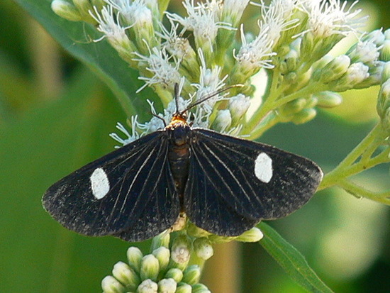 Polilla geométrida