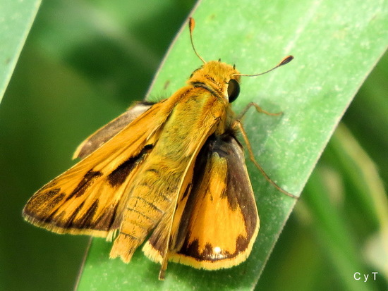 Saltarina amarilla