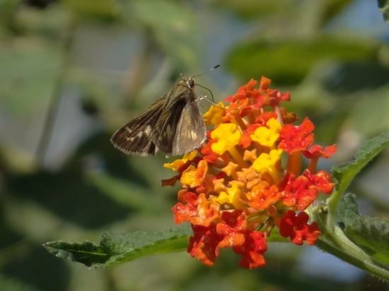 Saltarina parda