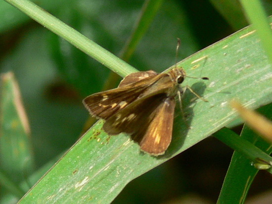Saltarina parda
