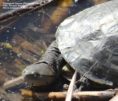 Side-necked turtle