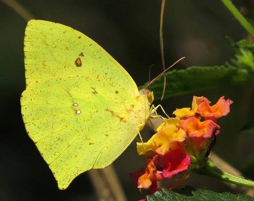 Azufrada coluda