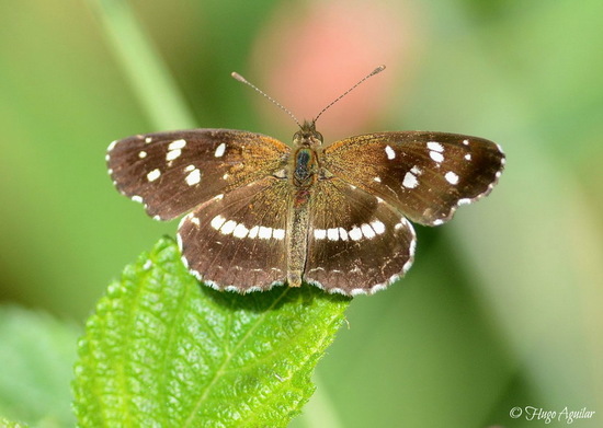 Bataraza