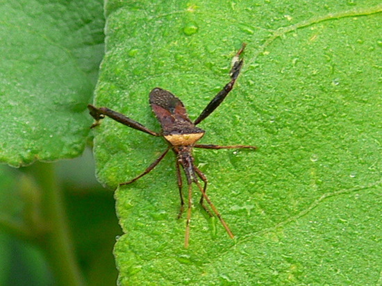 Leaf-footed bug