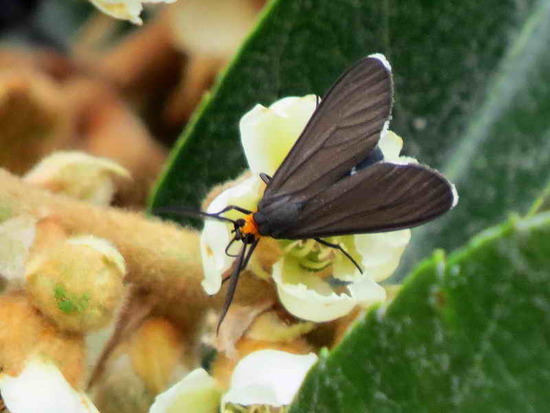 Polilla tigre