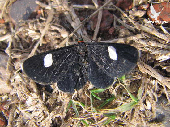 Polilla geométrida