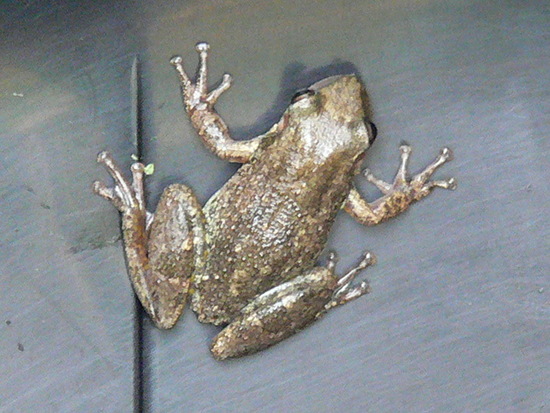 Rana roncadora