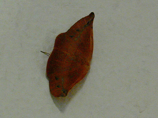 Polilla geómetra