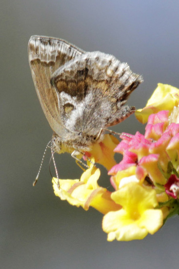 Frotadora enana