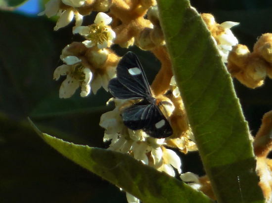 Polilla geométrida