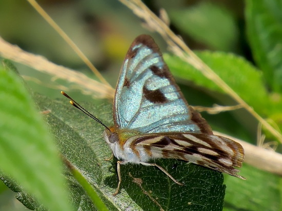 Ninfa verde
