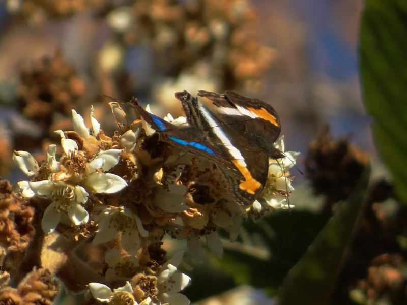 Pair of laurentia emperors at a loquat