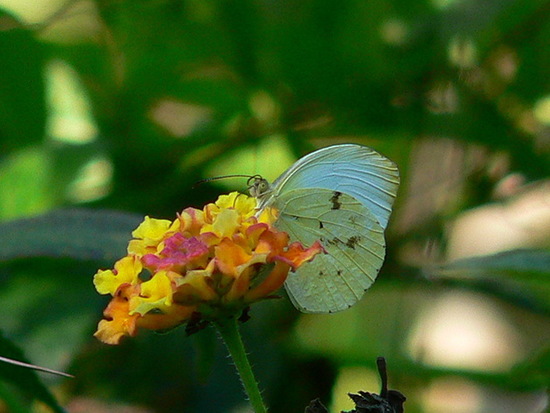 Blanquita