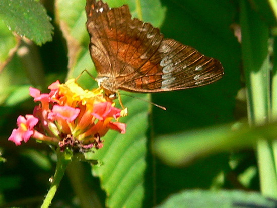 Princesa roja