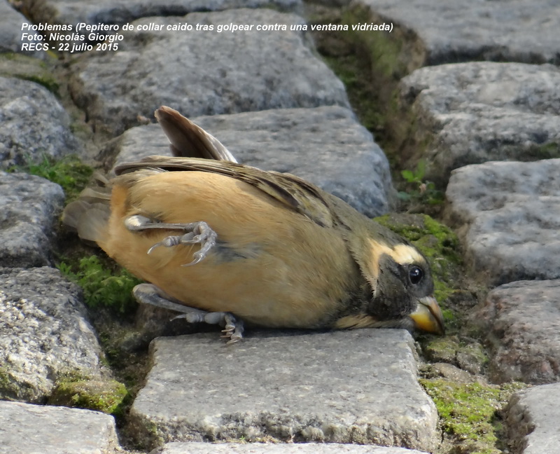 Las aves y los vidrios