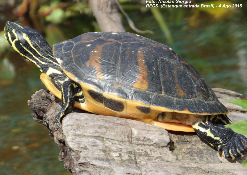 Tortugas exóticas: Pseudemys, Graptemys y Trachemys