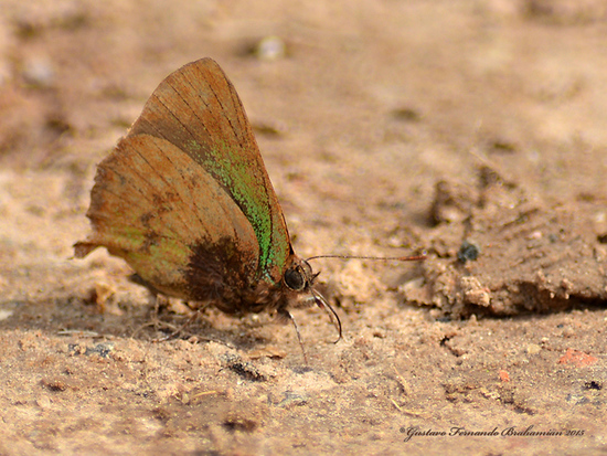 Frotadora esmeralda coluda