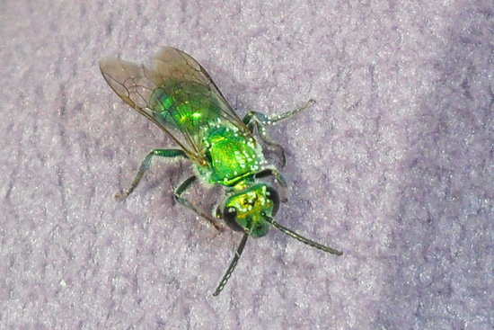 Sweat bee