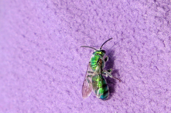 Sweat bee