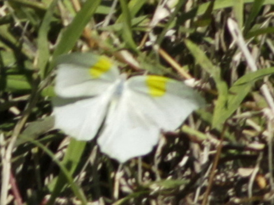 Mancha de azufre