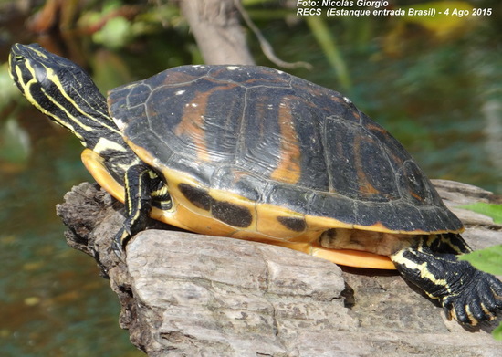 Tortuga de agua