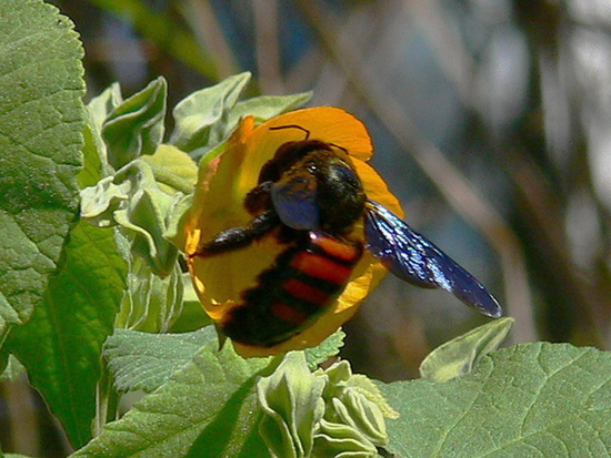 Abeja carpintera