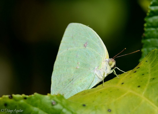 Azufrada coluda