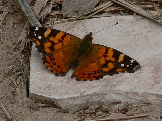 Dama manchada 