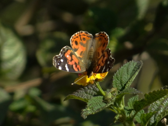 Dama pintada 