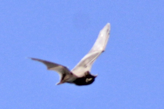 Bonneted bats