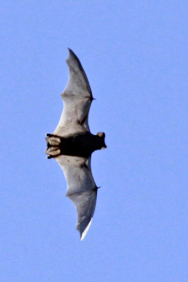 Bonneted bats
