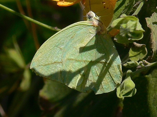 Falsa hoja