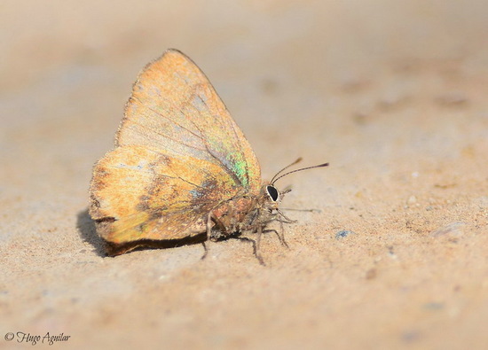 Frotadora esmeralda coluda