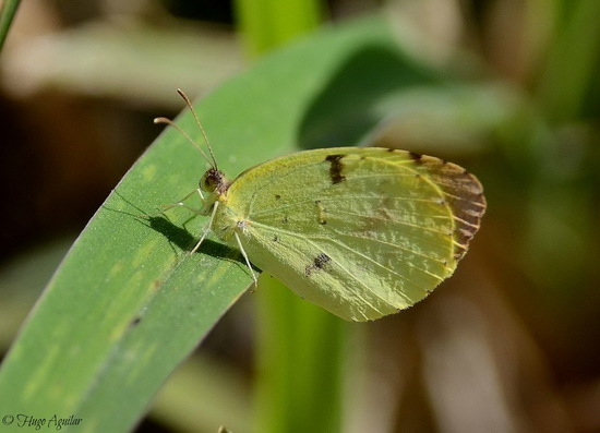 Limoncito común 