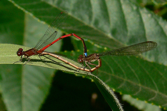 Damselfly/Narrow-winged damselflies