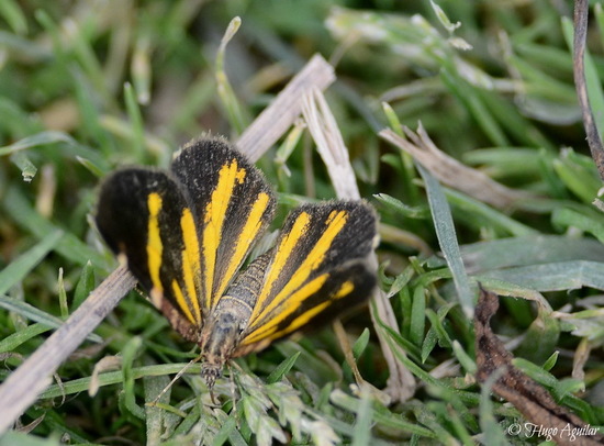 Reserva Ecológica Costanera Sur