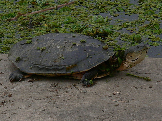Tortuga de laguna