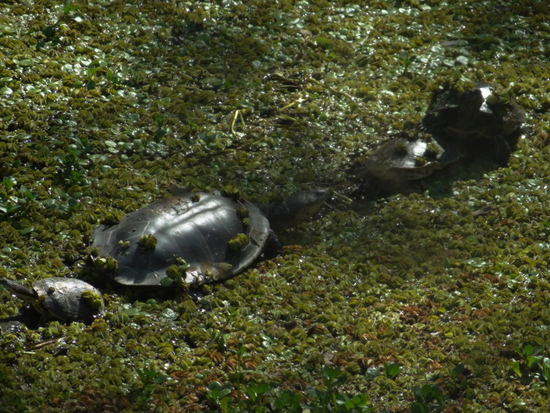 Tortuga de laguna