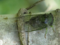 Chicharra verde/Dorisiana drewseni