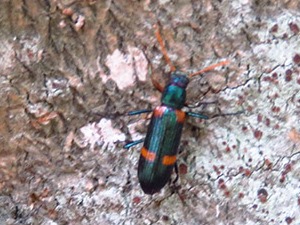 Cascarudo azul y naranja/Strongylium decoratum