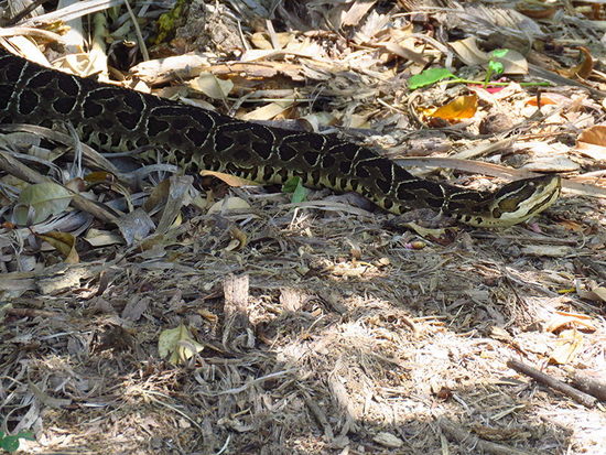 Urutu pit viper