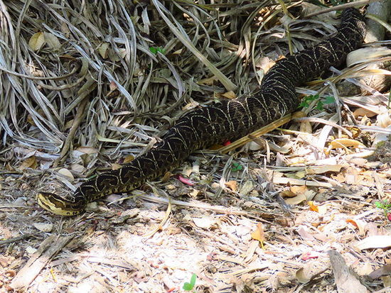 Urutu pit viper