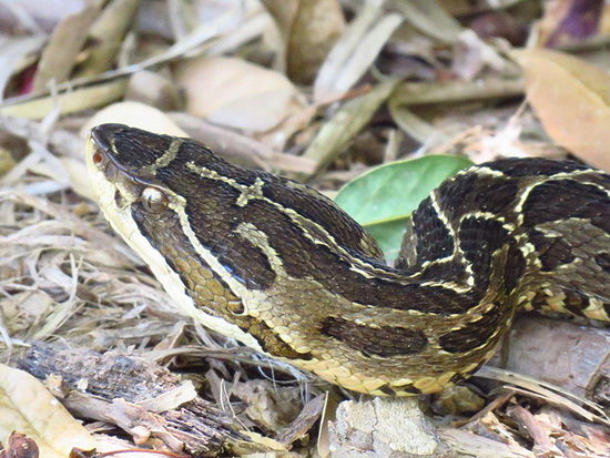Urutu pit viper