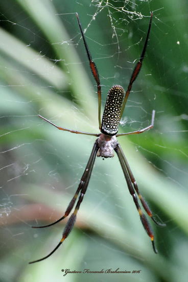 Golden Silk Orbweaver