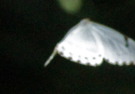 White morpho