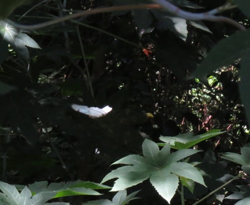 White morpho