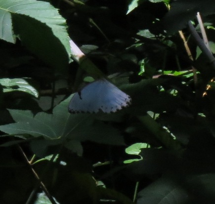 White morpho