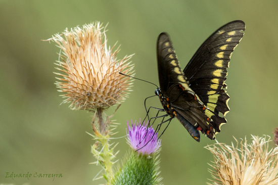 Polydamas swallowtail