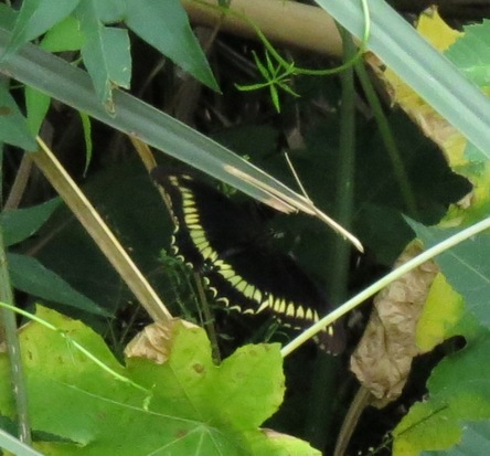 Polydamas swallowtail
